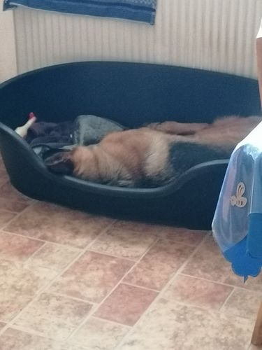 Kundenbewertung mit Foto zu BELISY Juckreiz Bachblüten Tropfen für Hunde & Katzen - gegen Juckreiz - 20 ml