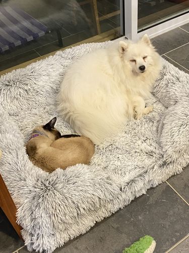 Customer photo review of PaWz Pet Orthopaedic Bed