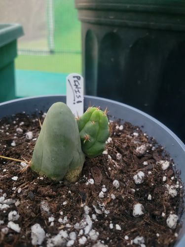 Customer photo review of Penis Cactus | Trichocereus bridgesii monstrose