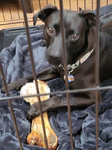 Customer photo review of Splinter-Free Ostrich Hip Bone. Long-lasting, Natural Dog Gnaw Treat by Savannah Pet Food