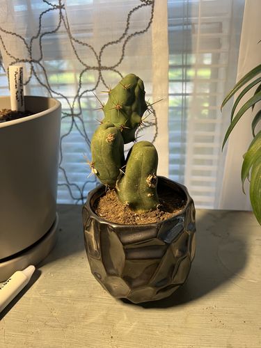 Customer photo review of Penis Cactus | Trichocereus bridgesii monstrose