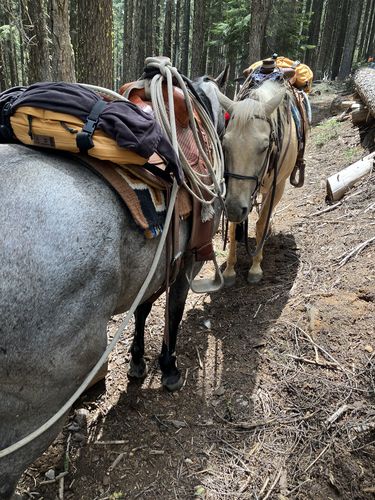 Customer photo review of The Brumby