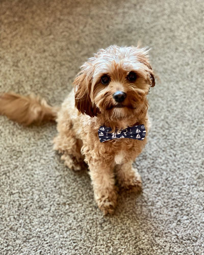 Shannon M. review of Nautical Whale Bow Tie for Dog Collar and Cat Collar image 1 out of 1