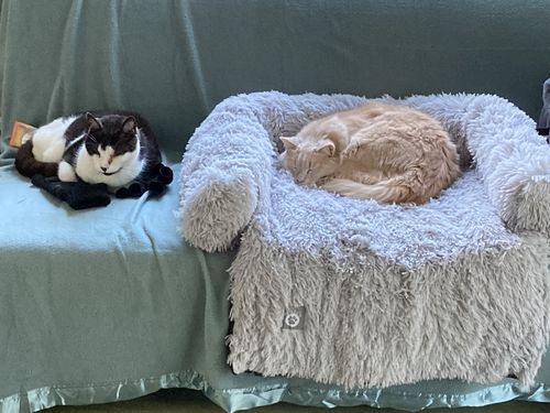 Customer photo review of Calming Couch Bed