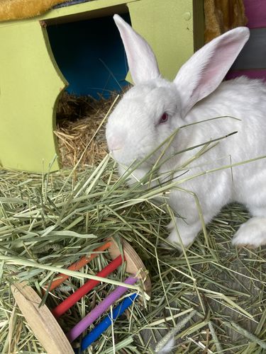 Customer photo review of Timothy Hay Box 'Coarse Cut'
