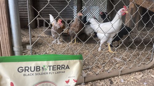 Customer photo review of GrubTerra Dried Larvae
