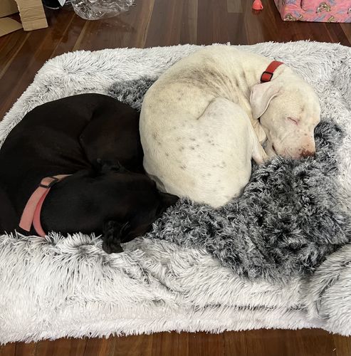 Customer photo review of PaWz Pet Orthopaedic Bed
