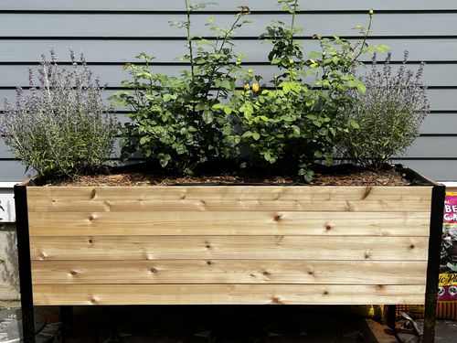 Customer photo review of 18" x 60" Raised Garden Bed