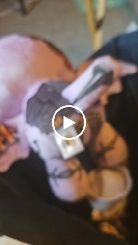 Customer video review of Frankie the Modeling Bat