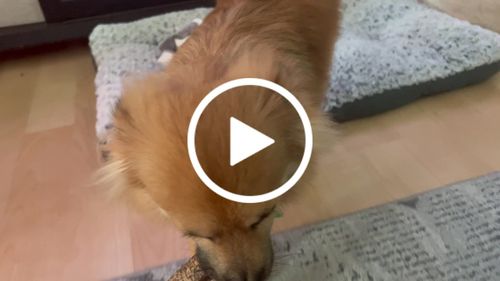 Customer video review of Crunchy Ostrich Trachea Cuts. Light-weight, Natural Dog Chew Treat by Savannah Pet Food