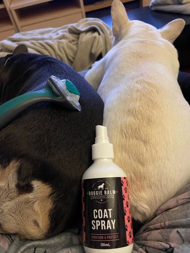 Customer photo review of DoggieBalm COAT Leave-In Spray Conditioner and Detangler. Formulated to moisturize and promote healthy, nourished dog coats