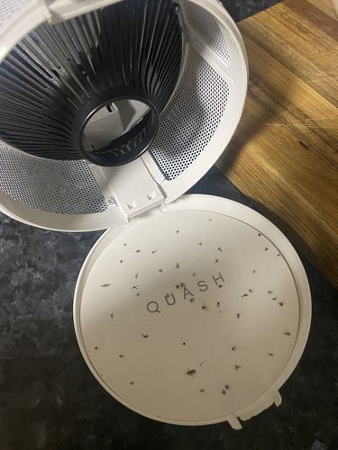 Customer photo review of Indoor Mosquito, Fruit Fly, & Gnat Trap