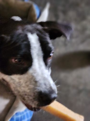Customer photo review of MEDIUM YAKS / Best for dogs under 35 lbs