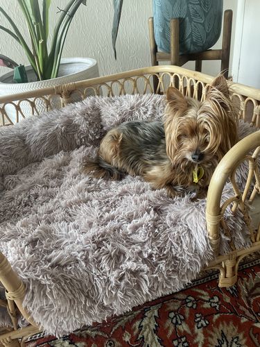 Customer photo review of Calming Couch Bed