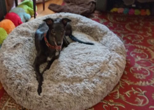 Customer photo review of PaWz Removable Cover Calming Pet Bed