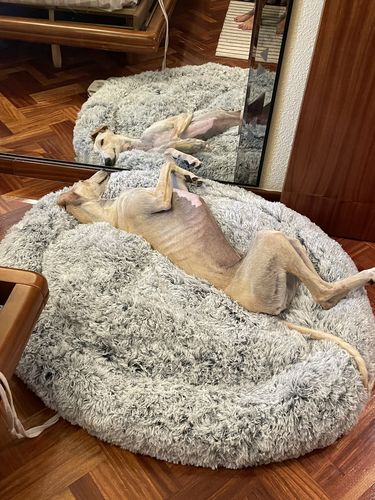 Customer photo review of King Size Calming Bed (Improved Design)