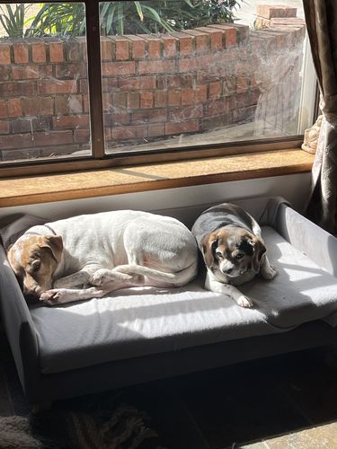 Customer photo review of PaWz Warm Soft Lounge Couch Chair Bed