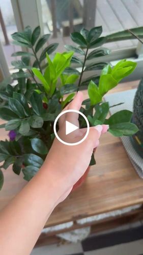 Customer video review of Houseplant Insecticide w/ Neem