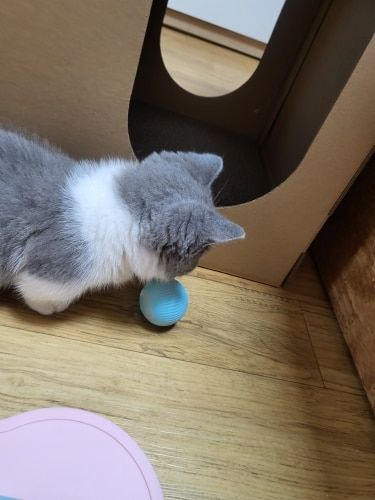 Customer photo review of Bola interativa eletrica para gato automática brinquedo incrível