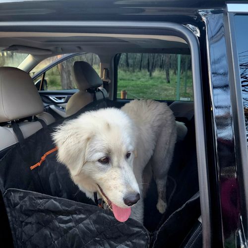 Customer photo review of Pawz Back Seat Cover