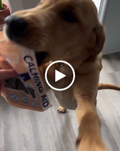 Customer video review of Duck Calming Aid