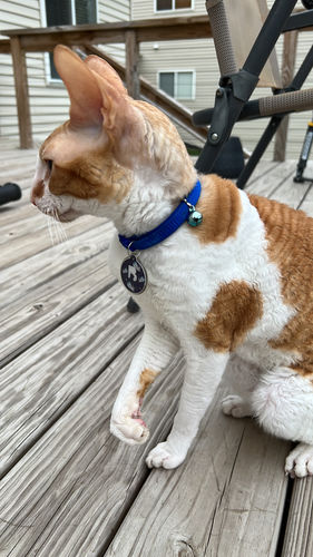 Customer photo review of Astro Cat