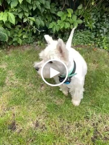 Customer video review of Collier Anti Aboiement PuppySafe