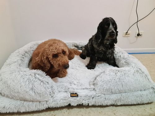 Customer photo review of PaWz Pet Orthopaedic Bed