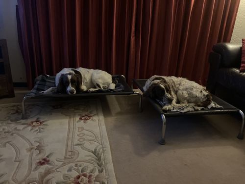 Customer photo review of HiK9 Bed with Chocolate Mesh Cover