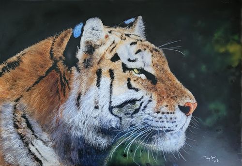 Customer photo review of Classroom in a Box: Tiger kit