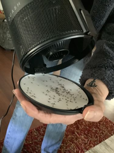 Customer photo review of Indoor Mosquito & Bug Trap - Black