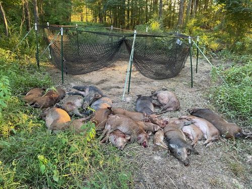 Customer photo review of Pig Brig Trap System