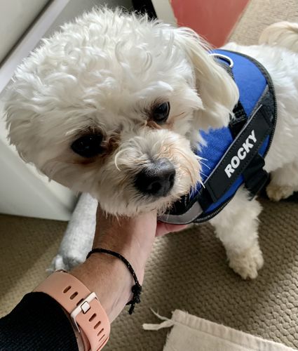 Customer photo review of No Pull Dog Harness Australia