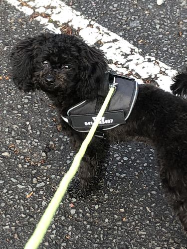 Customer photo review of No Pull Dog Harness Australia