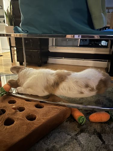 Customer photo review of Carrot Farm