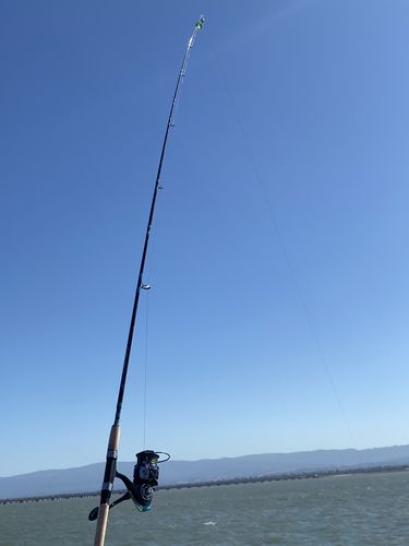 Customer photo review of 8Ft No Excuses Travel Rod with Tube Medium Action 1/2oz to 2oz