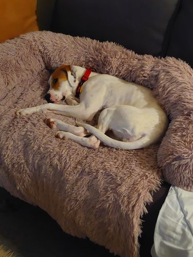 Customer photo review of Calming Couch Bed