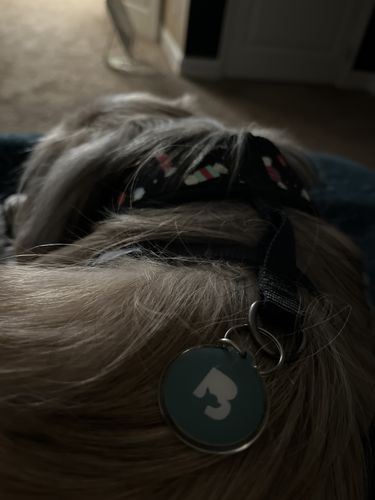 Customer photo review of Teal