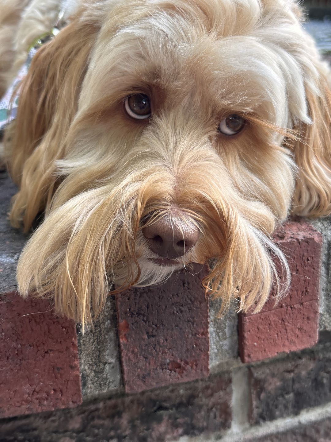 Customer photo review of 6" Gullet Strips For Dogs