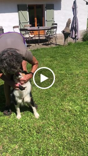 Customer video review of Collier Anti Aboiement PuppySafe