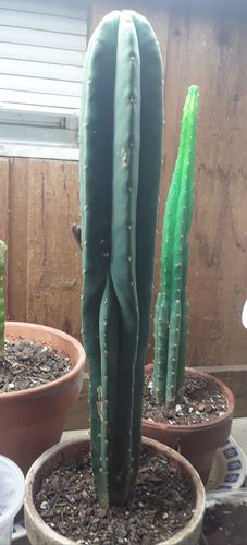 Customer photo review of Malo4 x Scopulicola | Trichocereus Scopulicola Hybrid