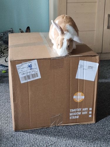 Customer photo review of Timothy Hay Box 'Soft Cut'