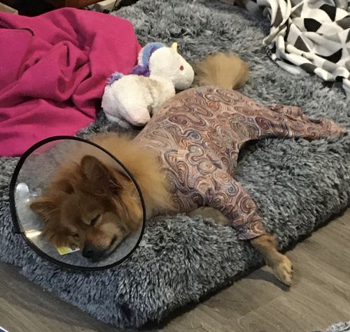 Customer photo review of PaWz Multimat Calming Bed For Dog