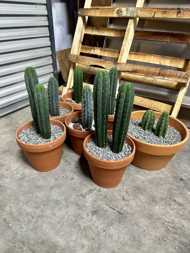 Customer photo review of Cactus Collector Variety Packs | Trichocereus Cactus Variety Packs