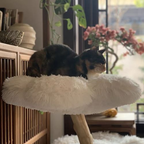Customer photo review of Michu Fluffy Blossom Real Wood Cat Tree - Premium Quality & Stylish Cat Furniture - Extra Large