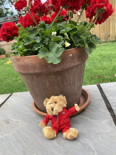 Customer photo review of 6" Red Arrows Beanie Bear