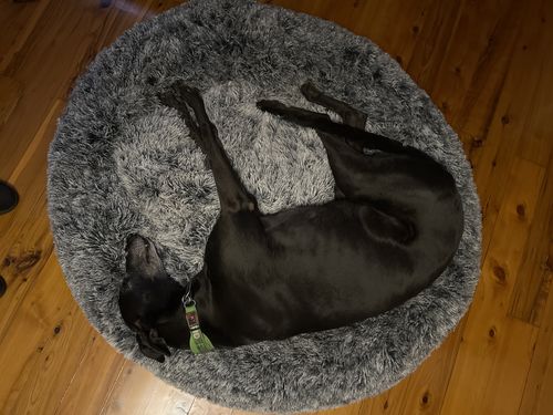 Customer photo review of PaWz Removable Cover Calming Pet Bed