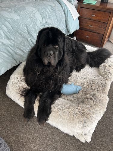 Customer photo review of PaWz Pet Orthopaedic Bed