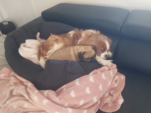 Customer photo review of PaWz Dog Car Booster Seat