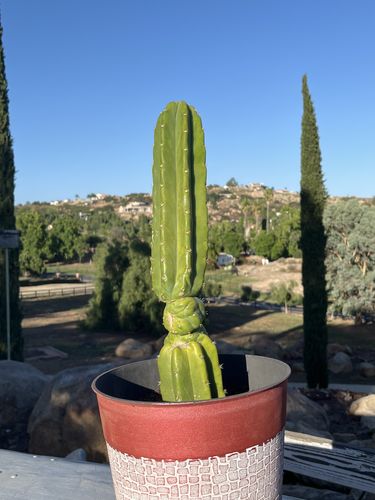 Customer photo review of Imperfect San Pedro Cactus Cuttings | Echinopsis (Trichocereus) pachanoi Cuttings